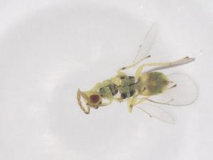  ( - CBG-B01341-D10)  @11 [ ] CreativeCommons - Attribution Share - Alike (2025) Centre for Biodiversity Genomics Centre for Biodiversity Genomics