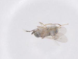  ( - CBG-B01342-B04)  @11 [ ] CreativeCommons - Attribution Share - Alike (2025) Centre for Biodiversity Genomics Centre for Biodiversity Genomics