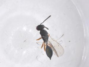  ( - CBG-B01467-A05)  @11 [ ] CreativeCommons - Attribution Share - Alike (2025) Centre for Biodiversity Genomics Centre for Biodiversity Genomics