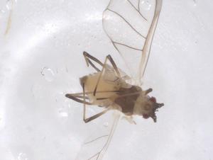  ( - CBG-B01467-D02)  @11 [ ] CreativeCommons - Attribution Share - Alike (2025) Centre for Biodiversity Genomics Centre for Biodiversity Genomics