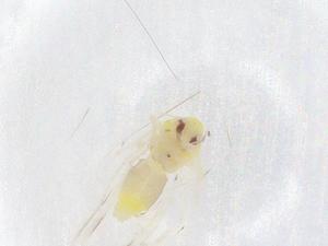  (Aleyrodes shizuokensis - CBG-B01468-D09)  @11 [ ] CreativeCommons - Attribution Share - Alike (2025) Centre for Biodiversity Genomics Centre for Biodiversity Genomics