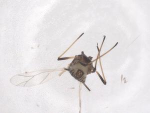  ( - CBG-B01469-G07)  @11 [ ] CreativeCommons - Attribution Share - Alike (2025) Centre for Biodiversity Genomics Centre for Biodiversity Genomics