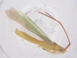  ( - CBG-B01470-C02)  @11 [ ] CreativeCommons - Attribution Share - Alike (2025) Centre for Biodiversity Genomics Centre for Biodiversity Genomics