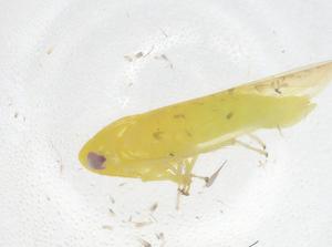  ( - CBG-B01471-E12)  @11 [ ] CreativeCommons - Attribution Share - Alike (2025) Centre for Biodiversity Genomics Centre for Biodiversity Genomics