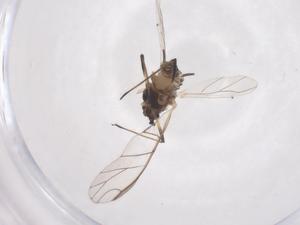  ( - CBG-B01472-C08)  @11 [ ] CreativeCommons - Attribution Share - Alike (2025) Centre for Biodiversity Genomics Centre for Biodiversity Genomics