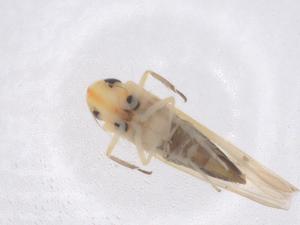  ( - CBG-B01473-E11)  @11 [ ] CreativeCommons - Attribution Share - Alike (2025) Centre for Biodiversity Genomics Centre for Biodiversity Genomics