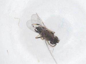  (Zaomma - CBG-B01474-D03)  @11 [ ] CreativeCommons - Attribution Share - Alike (2025) Centre for Biodiversity Genomics Centre for Biodiversity Genomics