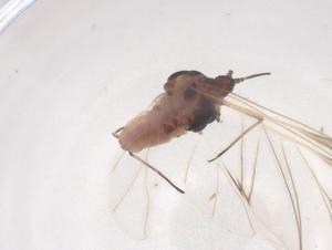  (Hyalopterus arundiniformis - CBG-B01544-B03)  @11 [ ] CreativeCommons - Attribution Share - Alike (2025) Centre for Biodiversity Genomics Centre for Biodiversity Genomics