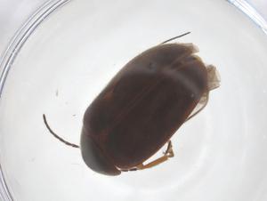  (Scirtes japonicus - CBG-B01546-H05)  @11 [ ] CreativeCommons - Attribution Share - Alike (2025) Centre for Biodiversity Genomics Centre for Biodiversity Genomics
