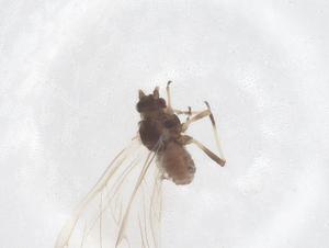  (Periphyllus diacerivorus - CBG-B01549-G07)  @11 [ ] CreativeCommons - Attribution Share - Alike (2025) Centre for Biodiversity Genomics Centre for Biodiversity Genomics
