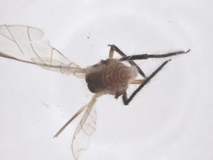  (Periphyllus koelreuteriae - CBG-B01568-H10)  @11 [ ] CreativeCommons - Attribution Share - Alike (2025) Centre for Biodiversity Genomics Centre for Biodiversity Genomics