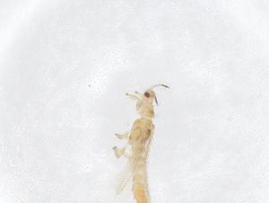  ( - CBG-B01569-E11)  @11 [ ] CreativeCommons - Attribution Share - Alike (2025) Centre for Biodiversity Genomics Centre for Biodiversity Genomics