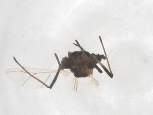  ( - CBG-B01698-B02)  @11 [ ] CreativeCommons - Attribution Share - Alike (2025) Centre for Biodiversity Genomics Centre for Biodiversity Genomics