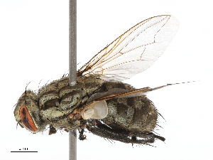  ( - CBG-B04136-D10)  @11 [ ] CreativeCommons - Attribution Share - Alike (2025) CBG Photography Group Centre for Biodiversity Genomics