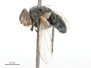  ( - CBG-B04136-E08)  @11 [ ] CreativeCommons - Attribution Share - Alike (2025) CBG Photography Group Centre for Biodiversity Genomics