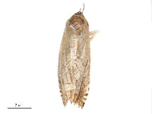  ( - CBG-B04136-E12)  @11 [ ] CreativeCommons - Attribution Share - Alike (2025) CBG Photography Group Centre for Biodiversity Genomics