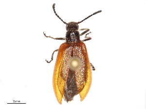  (Lagria nigricollis - CBG-B04136-G02)  @11 [ ] CreativeCommons - Attribution Share - Alike (2025) CBG Photography Group Centre for Biodiversity Genomics