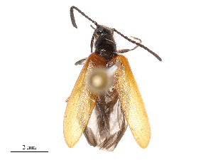  ( - CBG-B04136-G03)  @11 [ ] CreativeCommons - Attribution Share - Alike (2025) CBG Photography Group Centre for Biodiversity Genomics