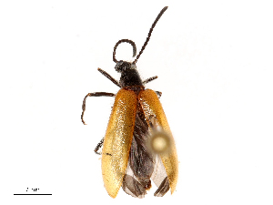  ( - CBG-B04136-G04)  @11 [ ] CreativeCommons - Attribution Share - Alike (2025) CBG Photography Group Centre for Biodiversity Genomics