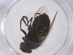  ( - CBG-B21036-A03)  @11 [ ] CreativeCommons - Attribution Share - Alike (2025) Centre for Biodiversity Genomics Centre for Biodiversity Genomics