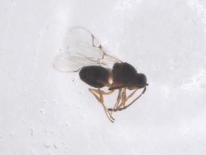  ( - CBG-B21036-C11)  @11 [ ] CreativeCommons - Attribution Share - Alike (2025) Centre for Biodiversity Genomics Centre for Biodiversity Genomics