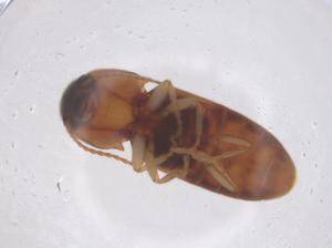  ( - CBG-B21036-D11)  @11 [ ] CreativeCommons - Attribution Share - Alike (2025) Centre for Biodiversity Genomics Centre for Biodiversity Genomics