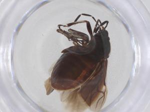  ( - CBG-B21275-D10)  @11 [ ] CreativeCommons - Attribution Share - Alike (2025) Centre for Biodiversity Genomics Centre for Biodiversity Genomics