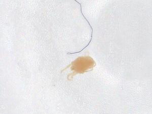  ( - CBG-B21278-G06)  @11 [ ] CreativeCommons - Attribution Share - Alike (2025) Centre for Biodiversity Genomics Centre for Biodiversity Genomics