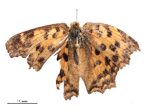  ( - CBG-B21311-C01)  @11 [ ] CreativeCommons - Attribution Share - Alike (2025) CBG Photography Group Centre for Biodiversity Genomics