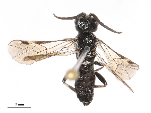  ( - CBG-B21311-E04)  @11 [ ] CreativeCommons - Attribution Share - Alike (2025) CBG Photography Group Centre for Biodiversity Genomics