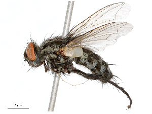  ( - CBG-B21311-H02)  @11 [ ] CreativeCommons - Attribution Share - Alike (2025) CBG Photography Group Centre for Biodiversity Genomics