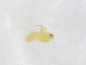  ( - CBG-B21319-D08)  @11 [ ] CreativeCommons - Attribution Share - Alike (2025) Centre for Biodiversity Genomics Centre for Biodiversity Genomics