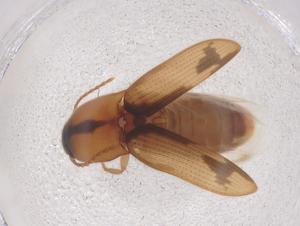  ( - CBG-B21320-B05)  @11 [ ] CreativeCommons - Attribution Share - Alike (2025) Centre for Biodiversity Genomics Centre for Biodiversity Genomics