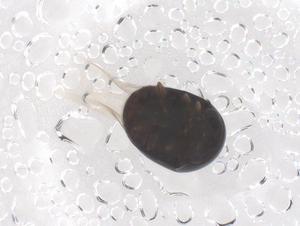  ( - CBG-B21320-G02)  @11 [ ] CreativeCommons - Attribution Share - Alike (2025) Centre for Biodiversity Genomics Centre for Biodiversity Genomics