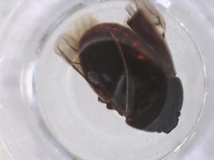  (Adomerus triguttulus - CBG-B21321-A07)  @11 [ ] CreativeCommons - Attribution Share - Alike (2025) Centre for Biodiversity Genomics Centre for Biodiversity Genomics