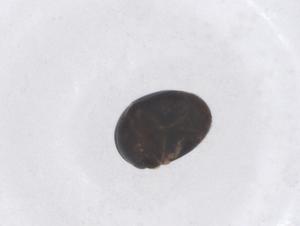  ( - CBG-B21321-A09)  @11 [ ] CreativeCommons - Attribution Share - Alike (2025) Centre for Biodiversity Genomics Centre for Biodiversity Genomics