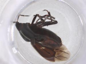  ( - CBG-B21321-A12)  @11 [ ] CreativeCommons - Attribution Share - Alike (2025) Centre for Biodiversity Genomics Centre for Biodiversity Genomics