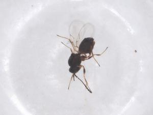  ( - CBG-B21321-B11)  @11 [ ] CreativeCommons - Attribution Share - Alike (2025) Centre for Biodiversity Genomics Centre for Biodiversity Genomics