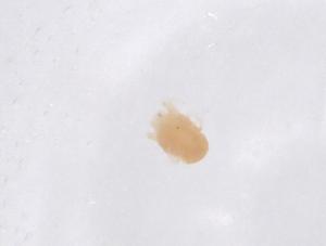  ( - CBG-B21391-D02)  @11 [ ] CreativeCommons - Attribution Share - Alike (2025) Centre for Biodiversity Genomics Centre for Biodiversity Genomics