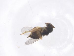  ( - CBG-B21391-H09)  @11 [ ] CreativeCommons - Attribution Share - Alike (2025) Centre for Biodiversity Genomics Centre for Biodiversity Genomics