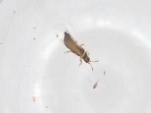  ( - CBG-B21392-B03)  @11 [ ] CreativeCommons - Attribution Share - Alike (2025) Centre for Biodiversity Genomics Centre for Biodiversity Genomics