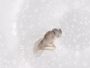  ( - CBG-B21393-E07)  @11 [ ] CreativeCommons - Attribution Share - Alike (2025) Centre for Biodiversity Genomics Centre for Biodiversity Genomics