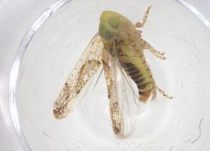  ( - CBG-B21394-E04)  @11 [ ] CreativeCommons - Attribution Share - Alike (2025) Centre for Biodiversity Genomics Centre for Biodiversity Genomics