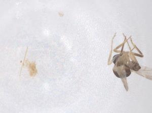  ( - CBG-B21396-A10)  @11 [ ] CreativeCommons - Attribution Share - Alike (2025) Centre for Biodiversity Genomics Centre for Biodiversity Genomics