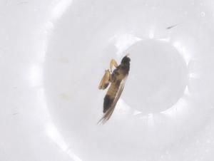  ( - CBG-B21433-E05)  @11 [ ] CreativeCommons - Attribution Share - Alike (2025) Centre for Biodiversity Genomics Centre for Biodiversity Genomics