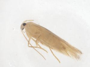  ( - CBG-B21434-B01)  @11 [ ] CreativeCommons - Attribution Share - Alike (2025) Centre for Biodiversity Genomics Centre for Biodiversity Genomics