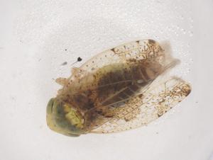  ( - CBG-B21435-B07)  @11 [ ] CreativeCommons - Attribution Share - Alike (2025) Centre for Biodiversity Genomics Centre for Biodiversity Genomics