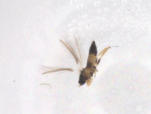  (Sericothrips kaszabi - CBG-B21435-F09)  @11 [ ] CreativeCommons - Attribution Share - Alike (2025) Centre for Biodiversity Genomics Centre for Biodiversity Genomics