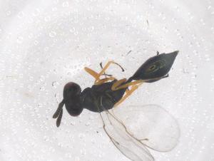  ( - CBG-B21437-E02)  @11 [ ] CreativeCommons - Attribution Share - Alike (2025) Centre for Biodiversity Genomics Centre for Biodiversity Genomics