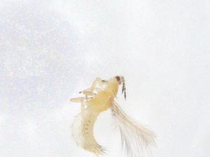  ( - CBG-B21493-C06)  @11 [ ] CreativeCommons - Attribution Share - Alike (2025) Centre for Biodiversity Genomics Centre for Biodiversity Genomics